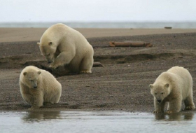US plans to save polar bears are toothless, says climate scientist 